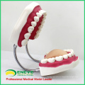 DENTAL03 (12562) Modelo de Escova de Dentes Gigantes da China Medical Anatomical Models